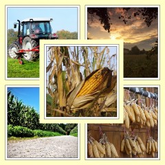 Aus dem Kiez: Gen Mais – Havelland zieht nicht mit